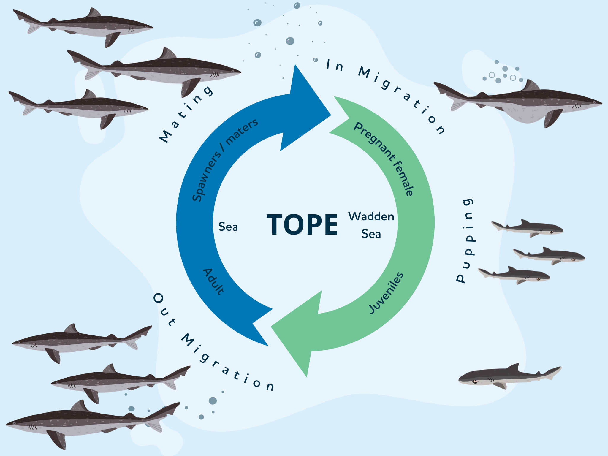 Life cycle infographic - Tope