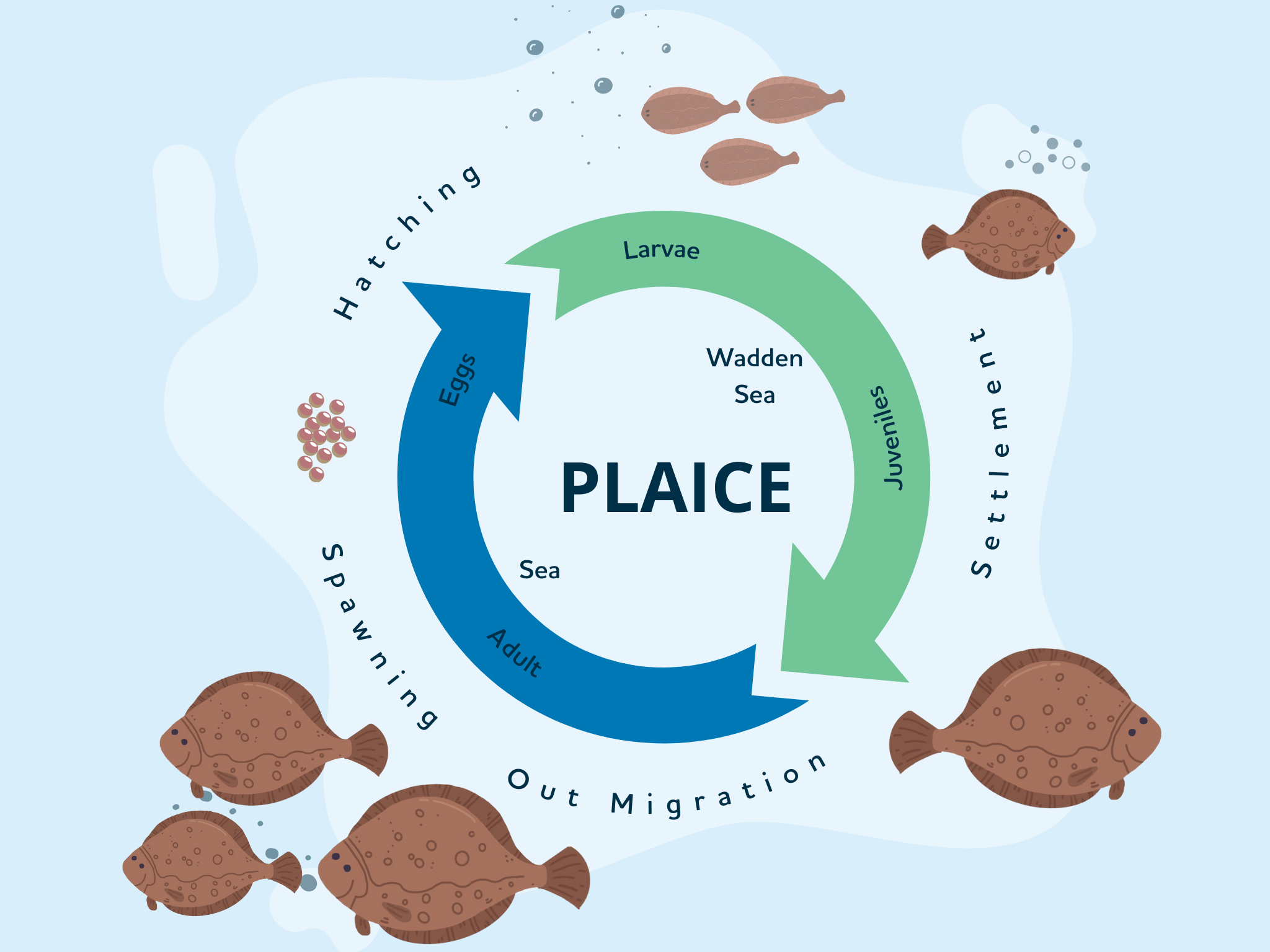 Life cycle infographic - Plaice