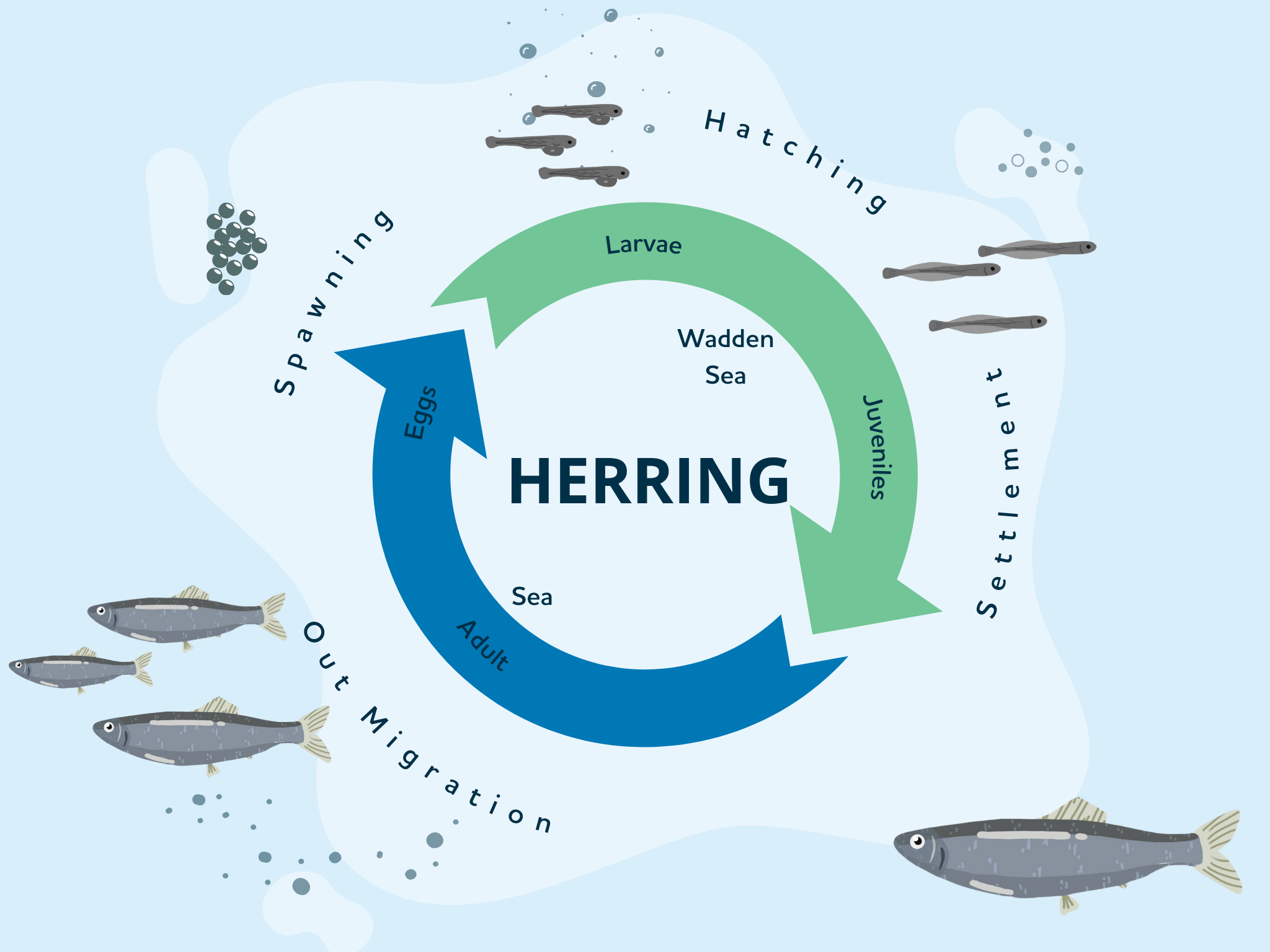 Life cycle infographic - Herring 