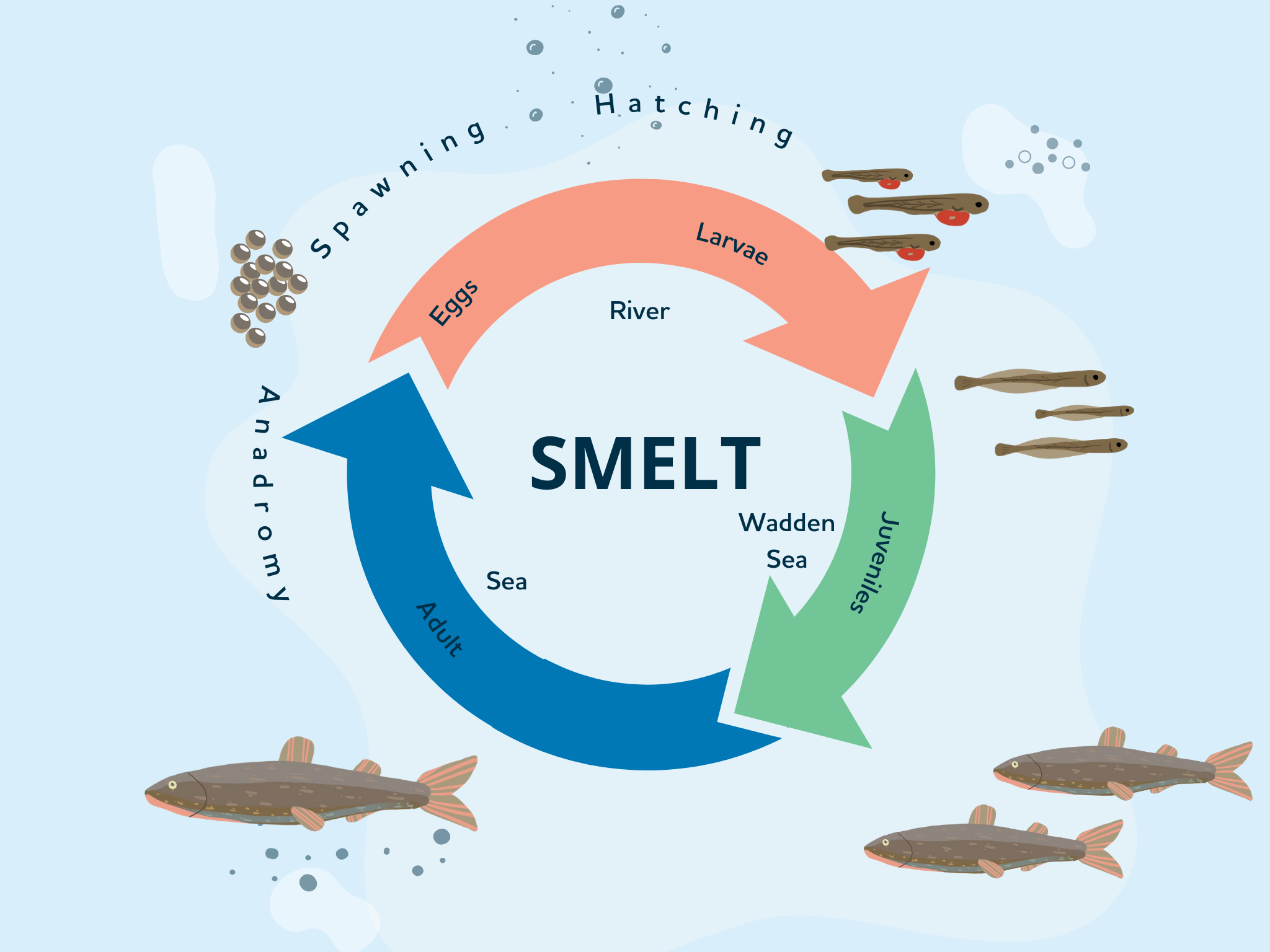 Life cycle infographic - Smelt 