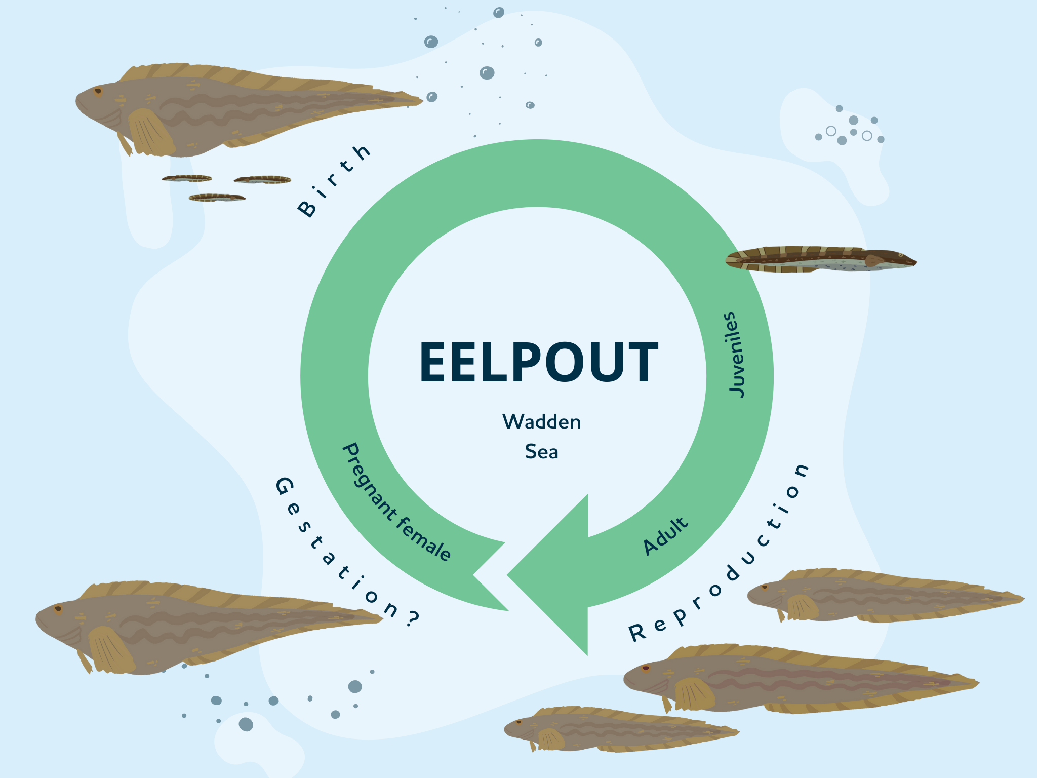 Life cycle infographic - Eelpout