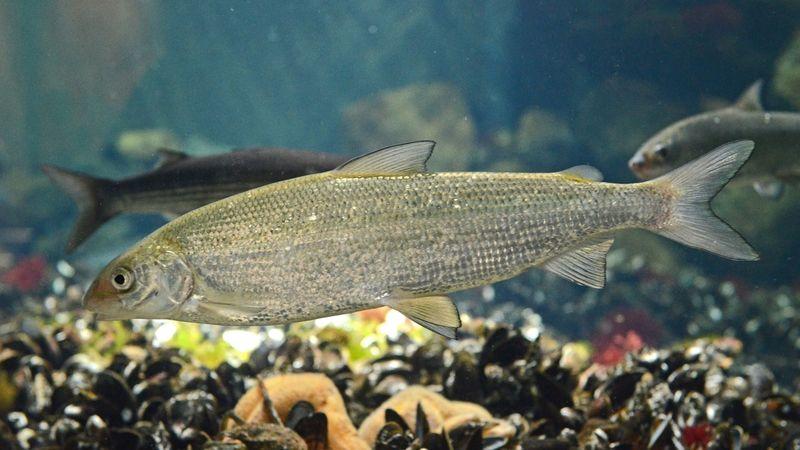 European whitefish in aquarium.