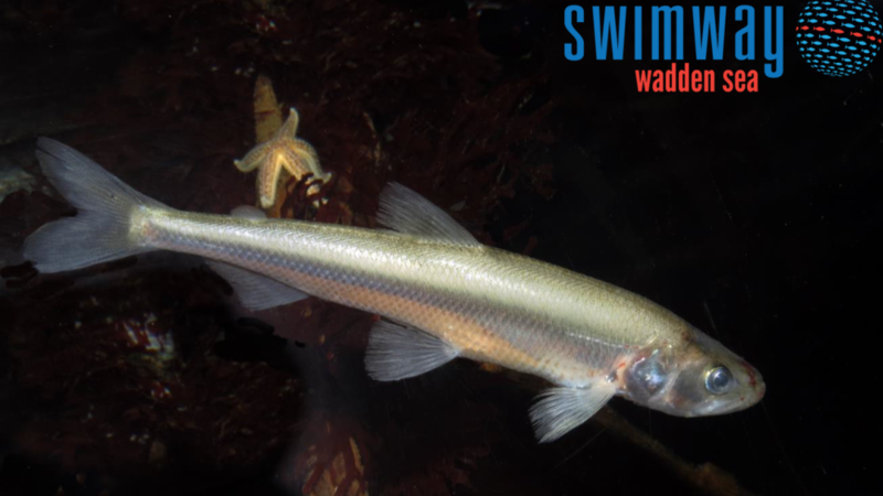 Fish swimming in dark water. Swimway logo placed as watermark.