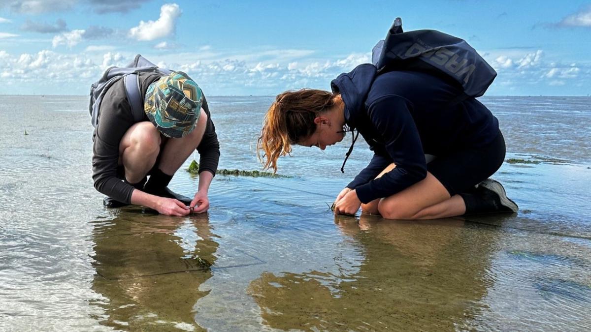 Two people kneeling on a mudflat focusing on details on surface. 