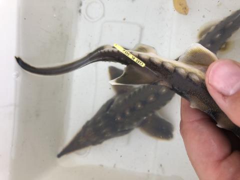 Sturgeon held in a hand with an external tag attached to its body.