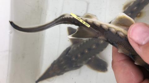 Sturgeon held in a hand with an external tag attached to its body.