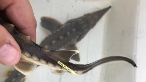Sturgeon held in a hand with an external tag attached to its body.